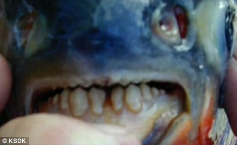 长牙“食人鱼”专咬男性生殖器
